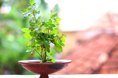 Why Tulsi is Venerated by Indians
